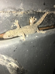 Gehyra mutilata