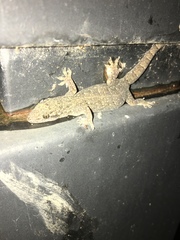 Gehyra mutilata