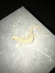 Gehyra mutilata