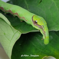 Eupanacra