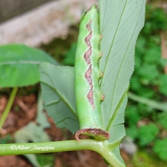 Eupanacra