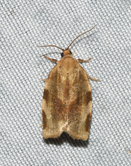 Choristoneura fractivittana