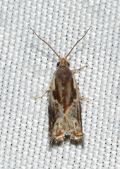 Ancylis brauni