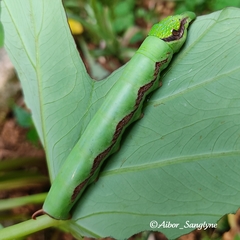 Eupanacra