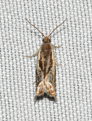 Ancylis brauni