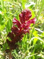 Orobanche foetida
