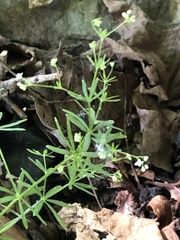 Galium concinnum