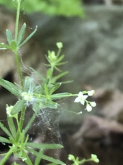 Galium concinnum