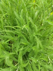 Achillea millefolium