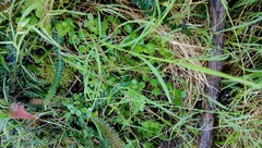 Leptostigma setulosum