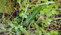 Leptostigma setulosum