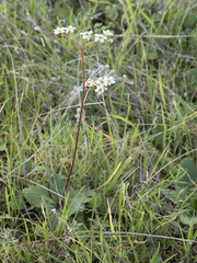 Micranthes integrifolia