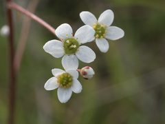 Micranthes integrifolia