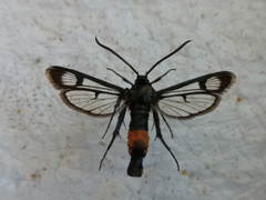 Synanthedon stomoxiformis