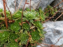 Saxifraga