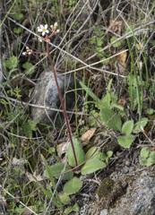 Micranthes integrifolia