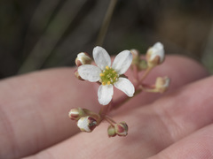 Micranthes integrifolia