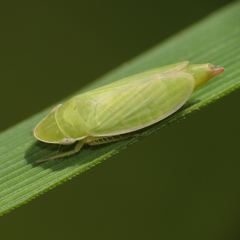 Hecalus major