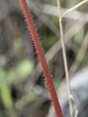 Micranthes integrifolia