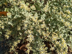 Sphaeralcea sulphurea