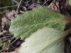 Micranthes integrifolia