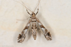 Lineodes interrupta