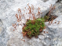 Saxifraga