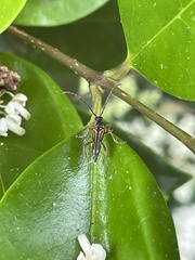 Analeptura