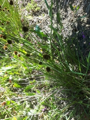Juncus valvatus