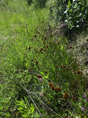 Juncus valvatus