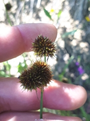 Juncus valvatus