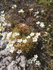 Saxifraga