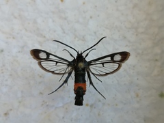 Synanthedon stomoxiformis