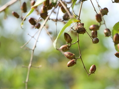 Lagerstroemia microcarpa