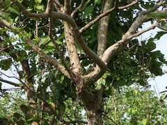 Lagerstroemia microcarpa