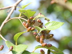 Lagerstroemia microcarpa