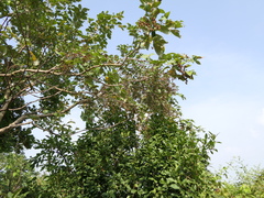 Lagerstroemia microcarpa