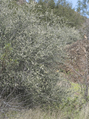 Ceanothus cuneatus cuneatus