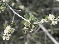 Ceanothus cuneatus cuneatus