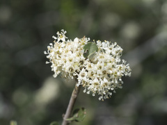 Ceanothus cuneatus cuneatus