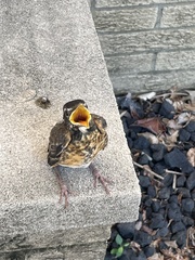 Turdus migratorius