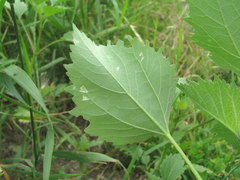 Benua kellermanii