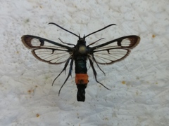 Synanthedon stomoxiformis