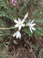 Ornithogalum oligophyllum