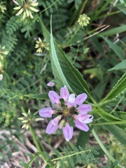 Securigera varia