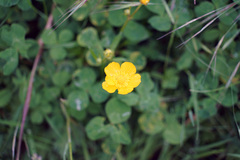 Ranunculus