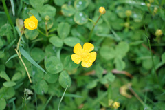 Ranunculus