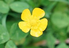 Ranunculus