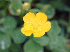 Ranunculus