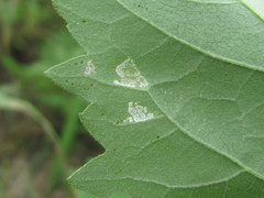 Benua kellermanii